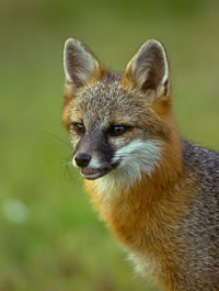 gryfox